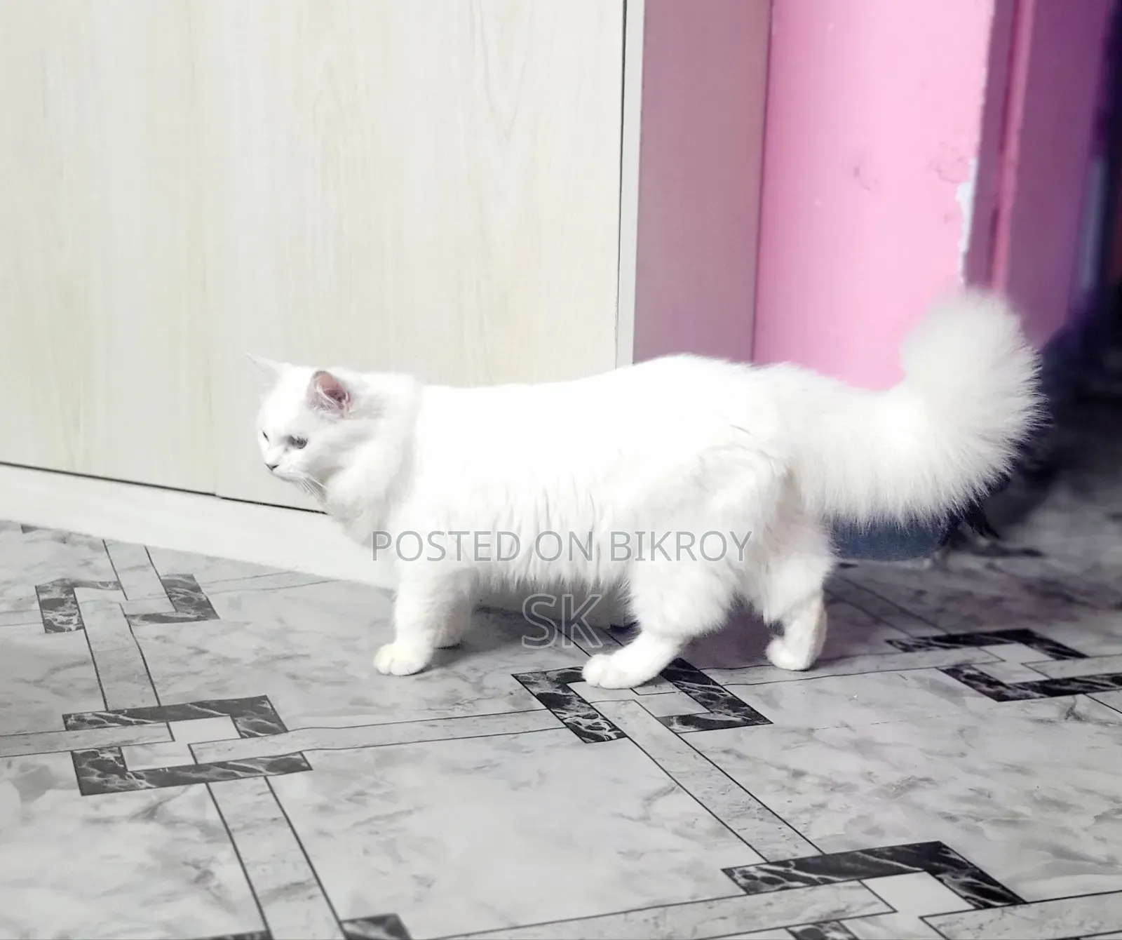 6-12 months Male Purebred Persian