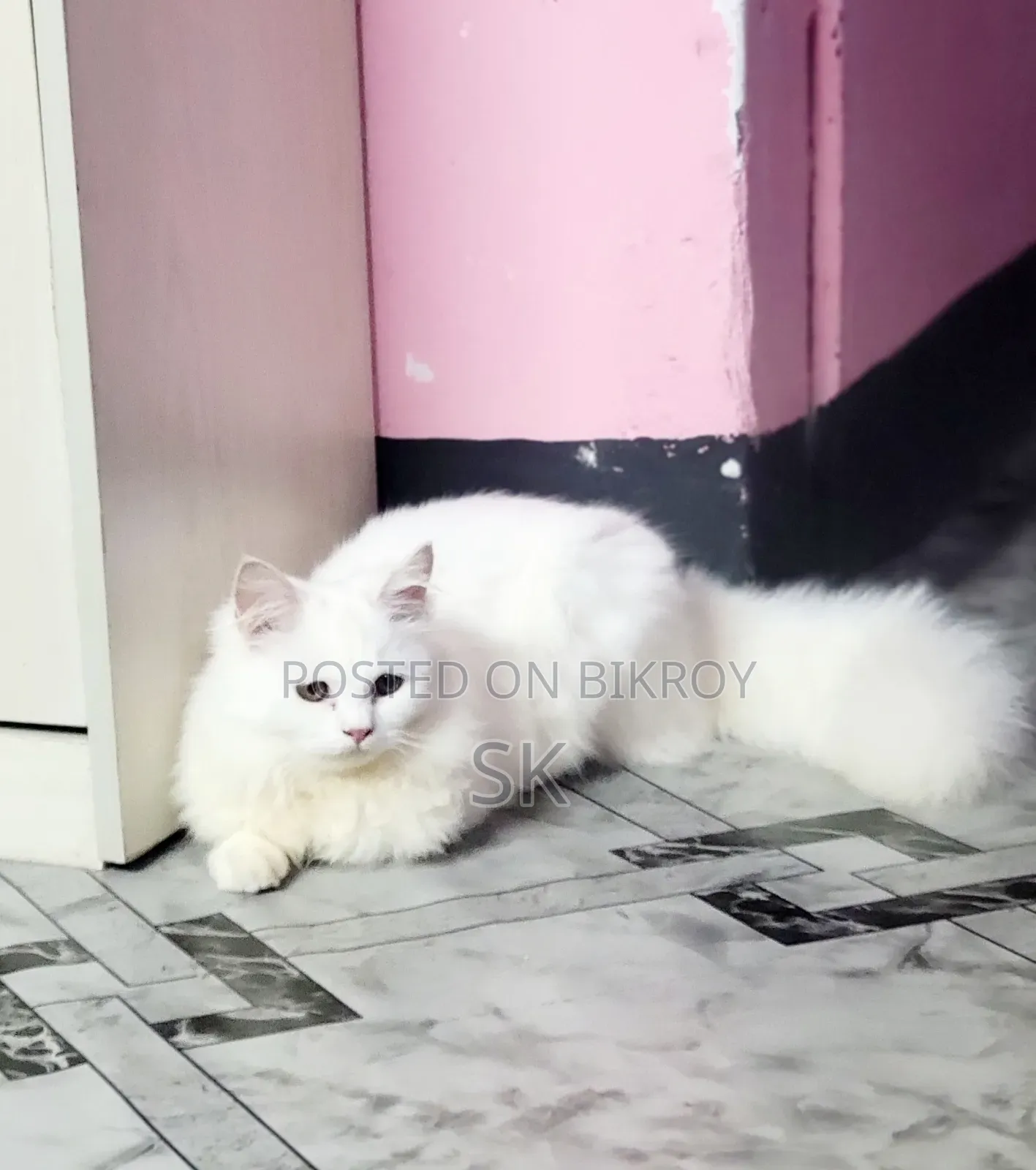6-12 months Male Purebred Persian