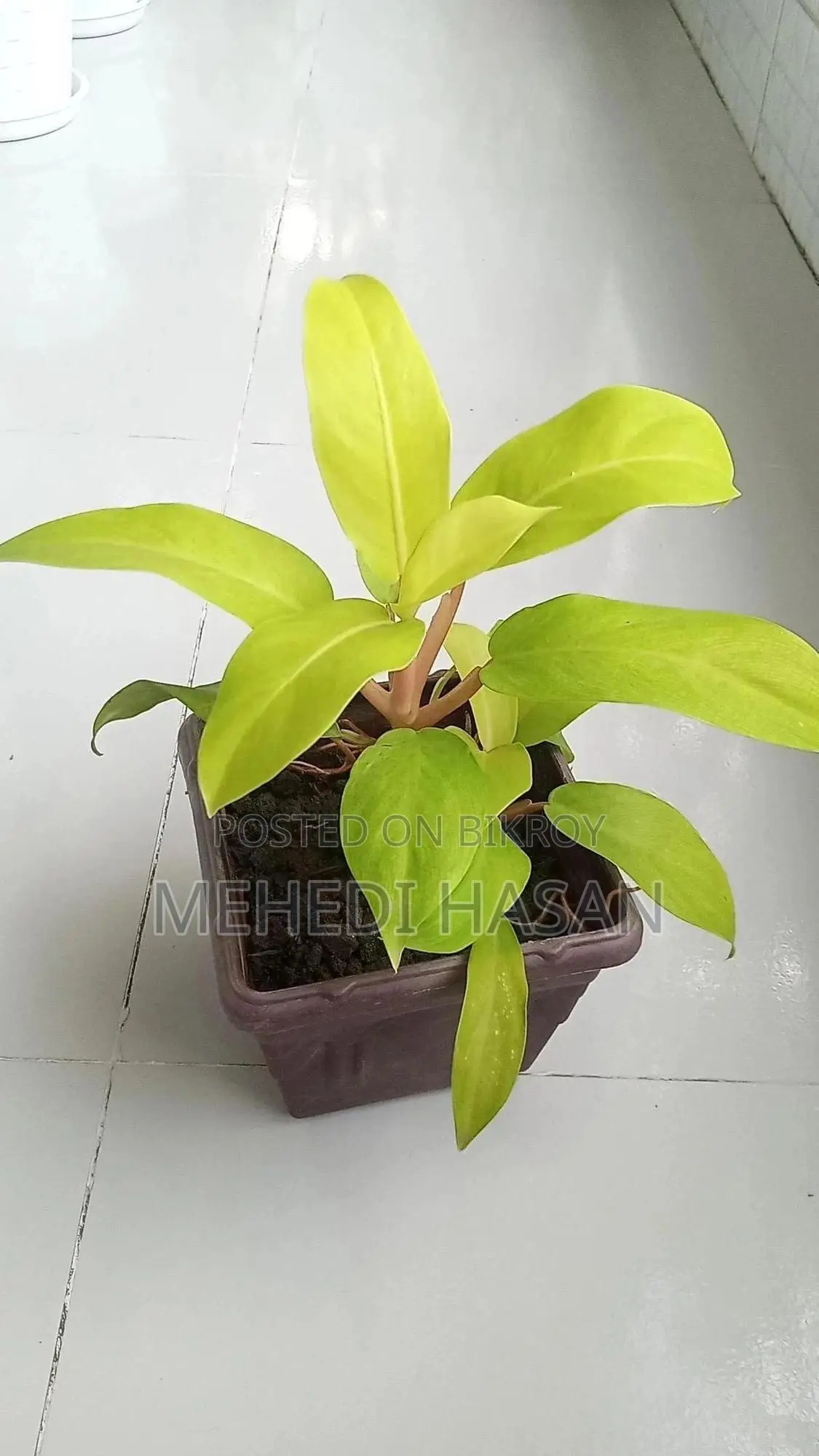 Beautiful Leafy Plant with Pot for Home and Office Decor