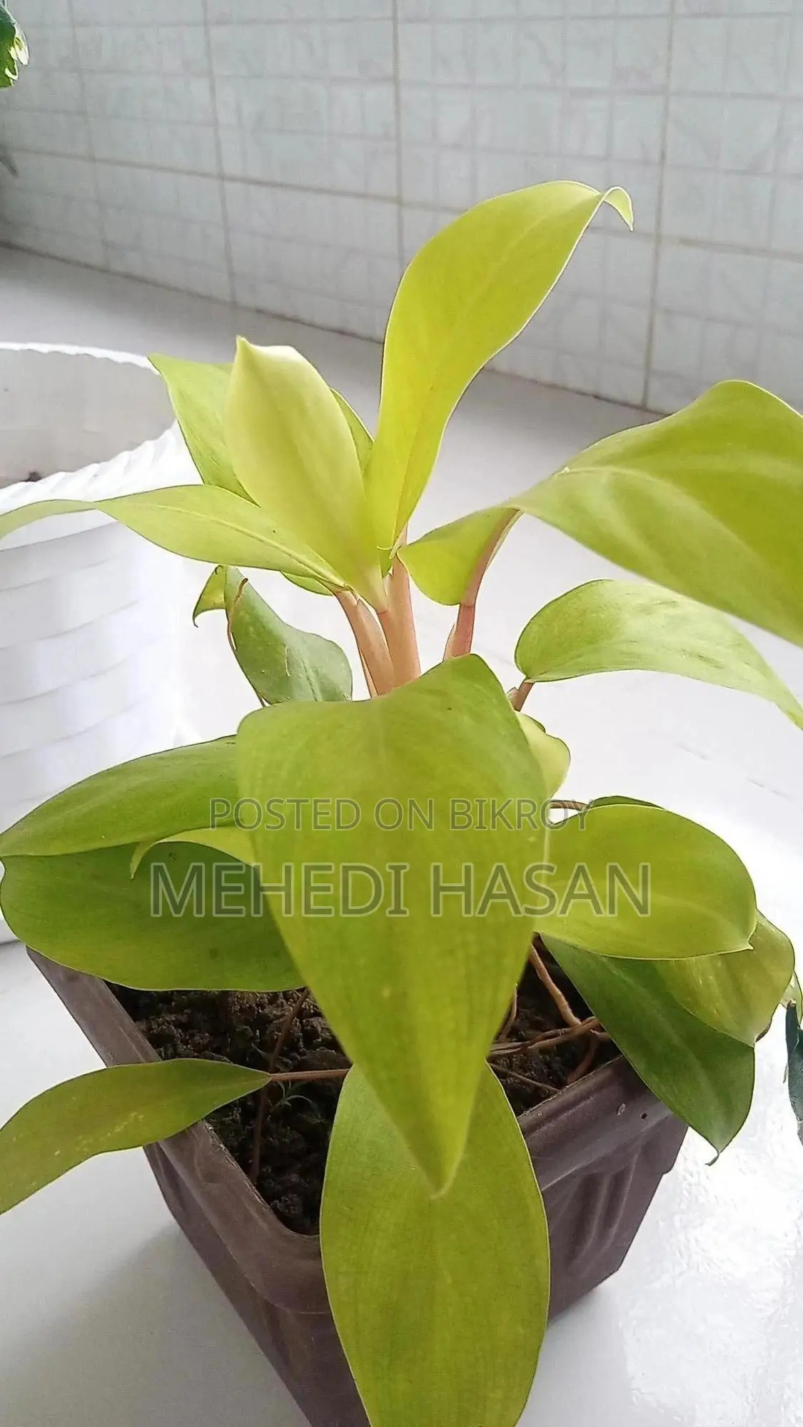 Beautiful Leafy Plant with Pot for Home and Office Decor