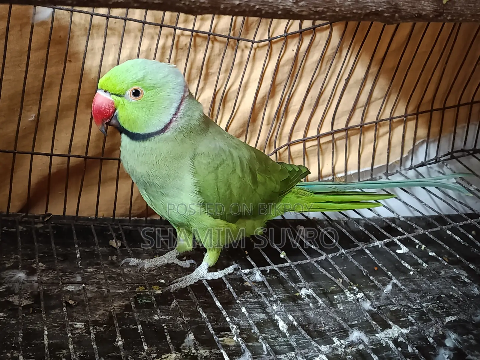 Indian Ring Neck Parrot