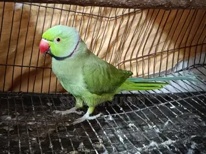 Indian Ring Neck Parrot