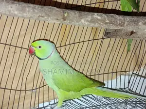 Indian Ring Neck Parrot