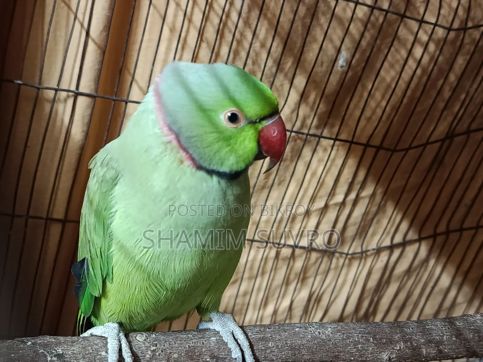 Indian Ring Neck Parrot