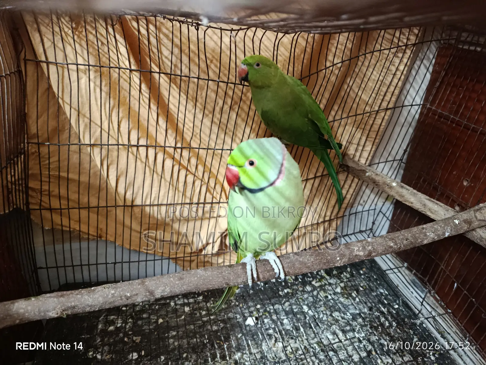 Indian Ring Neck Parrot