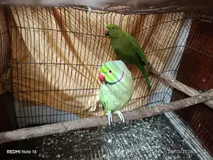 Indian Ring Neck Parrot