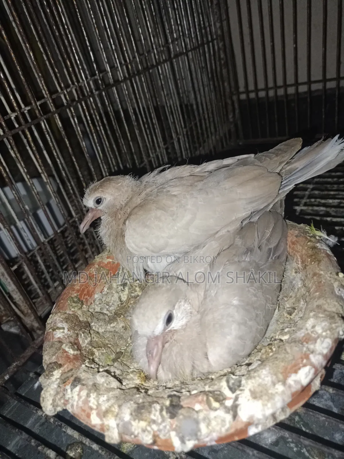Doves with chicks for sale