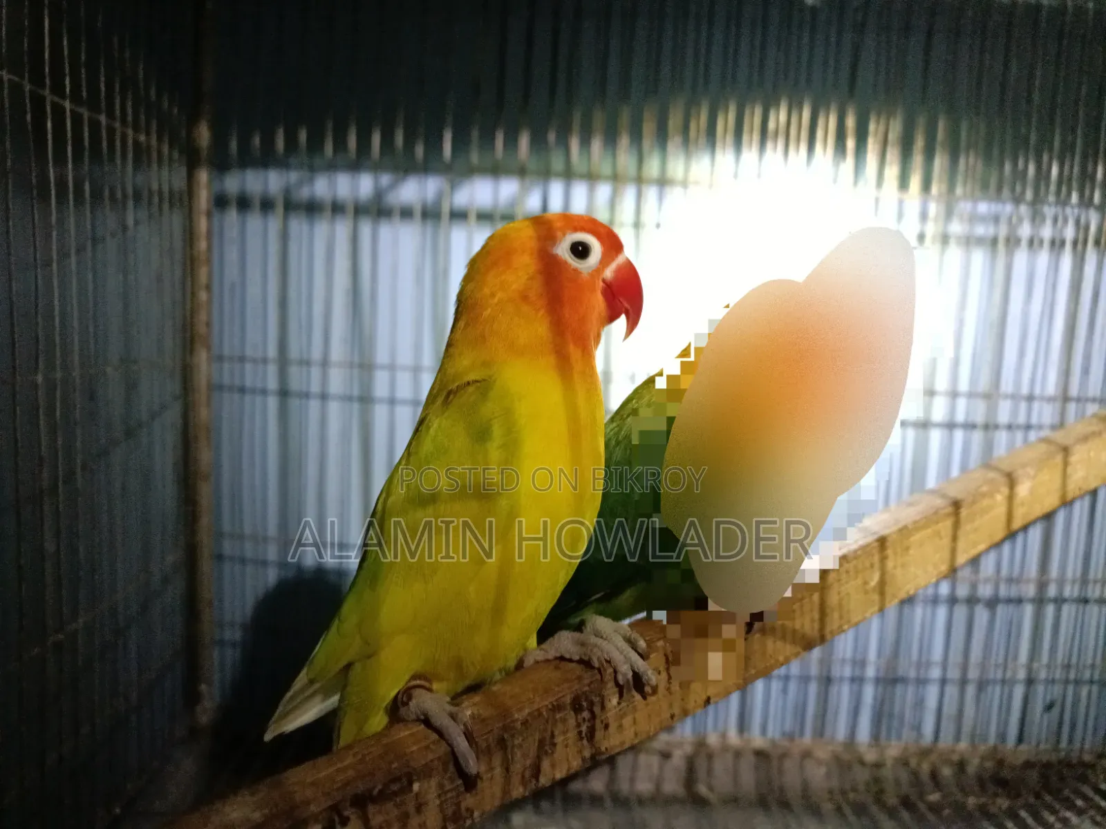 Yellow Fisher Love Bird
