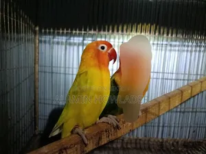 Yellow Fisher Love Bird