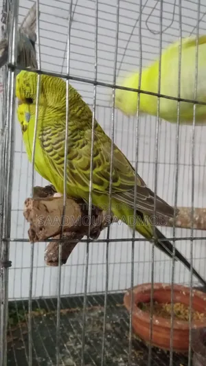 English Male Budgerigar