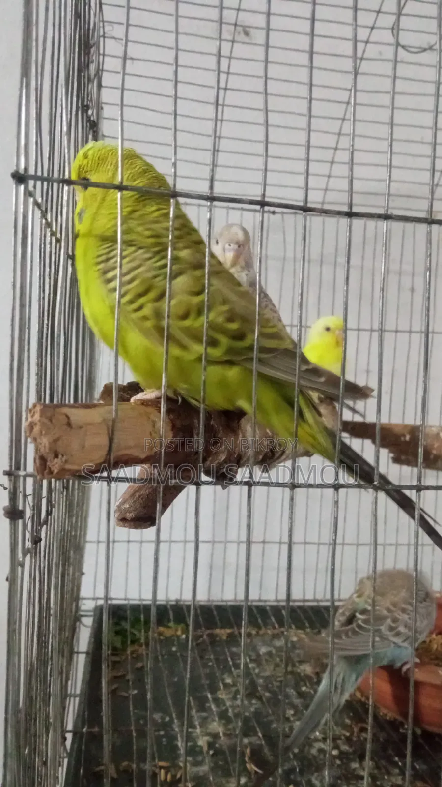 English Male Budgerigar