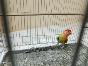 Love Bird Male