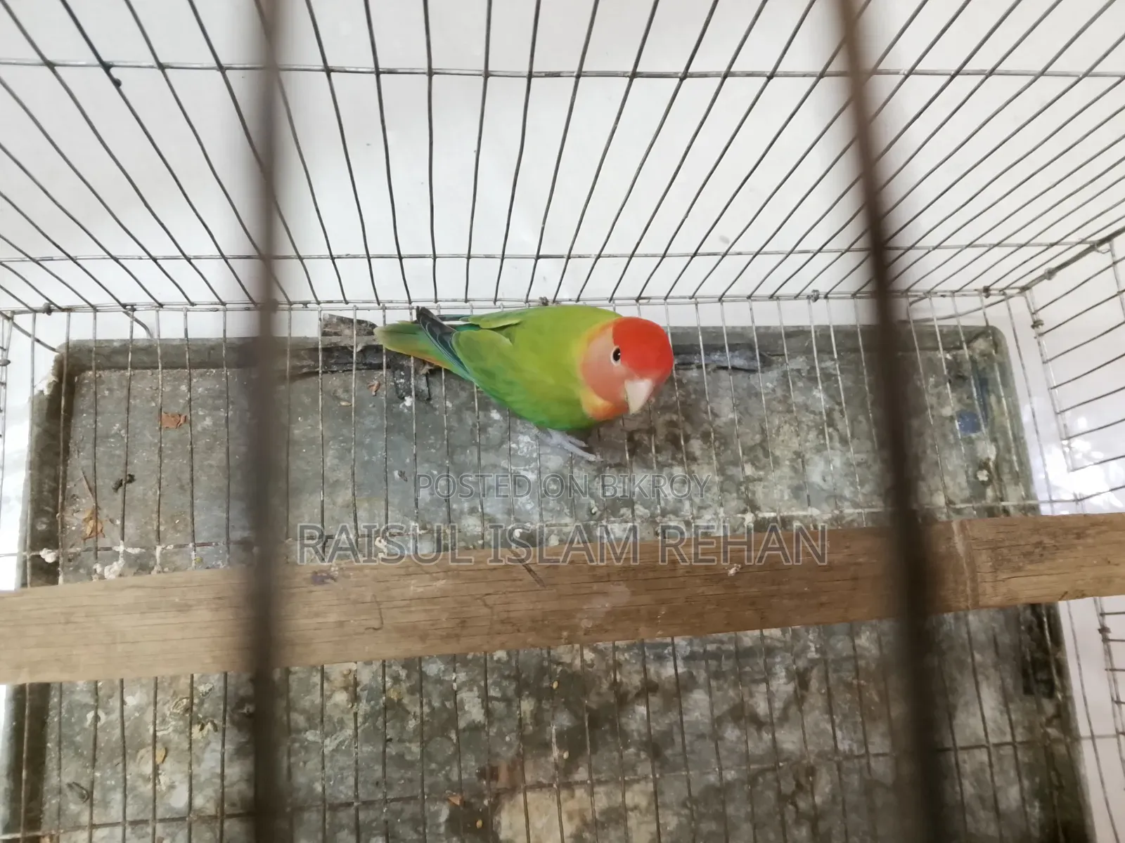 Love Bird Male