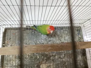 Love Bird Male