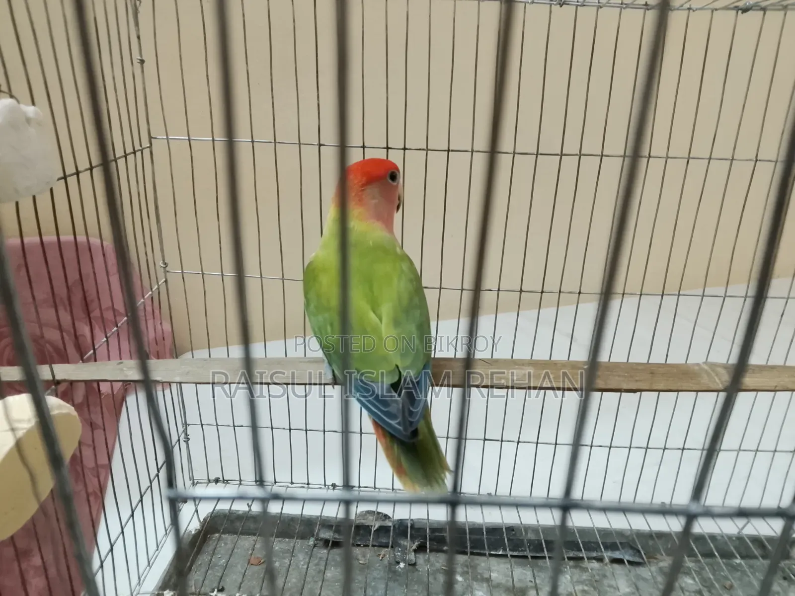 Love Bird Male