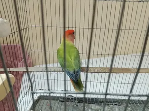 Love Bird Male