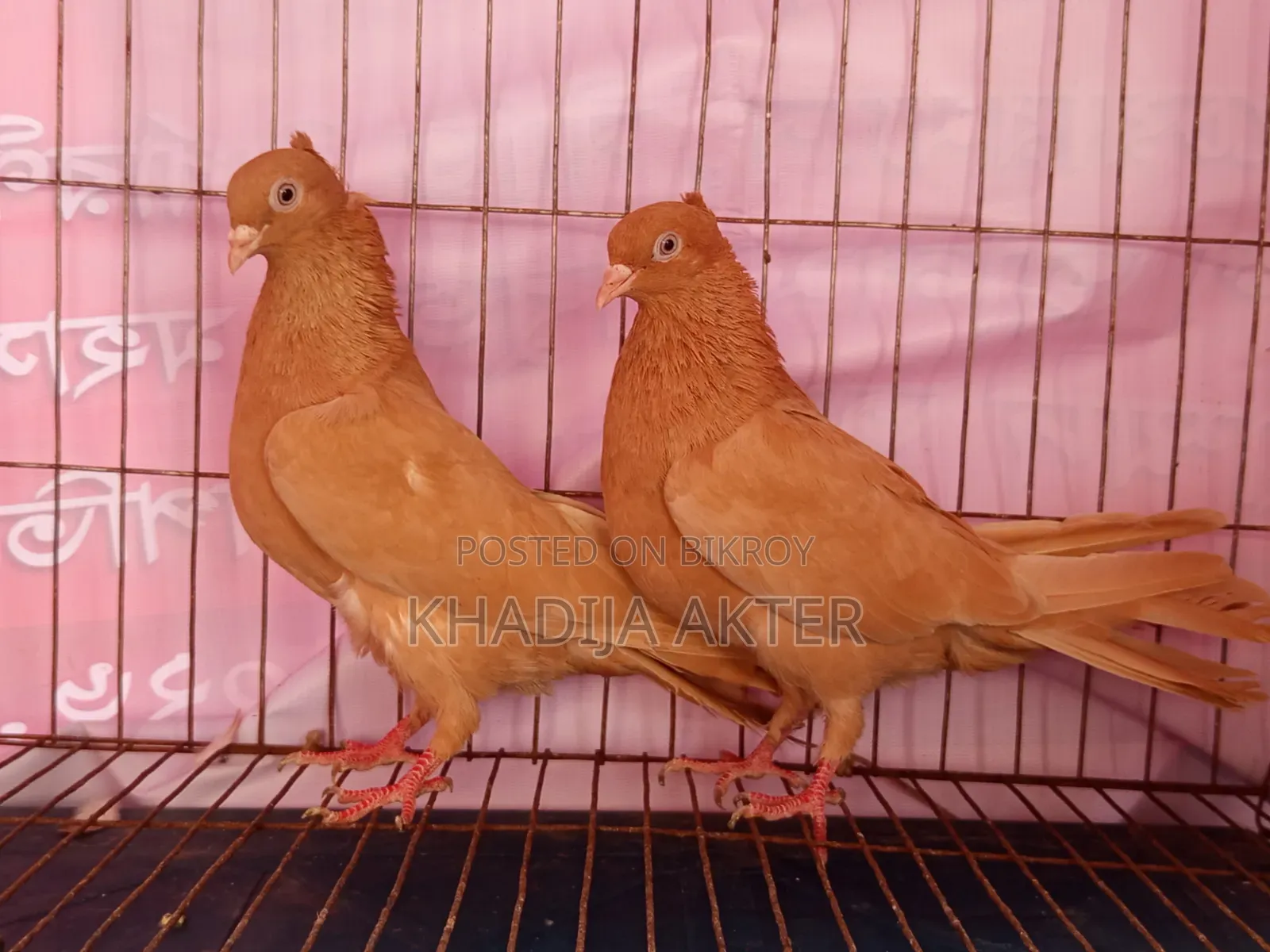 Ghiasulli Pigeons