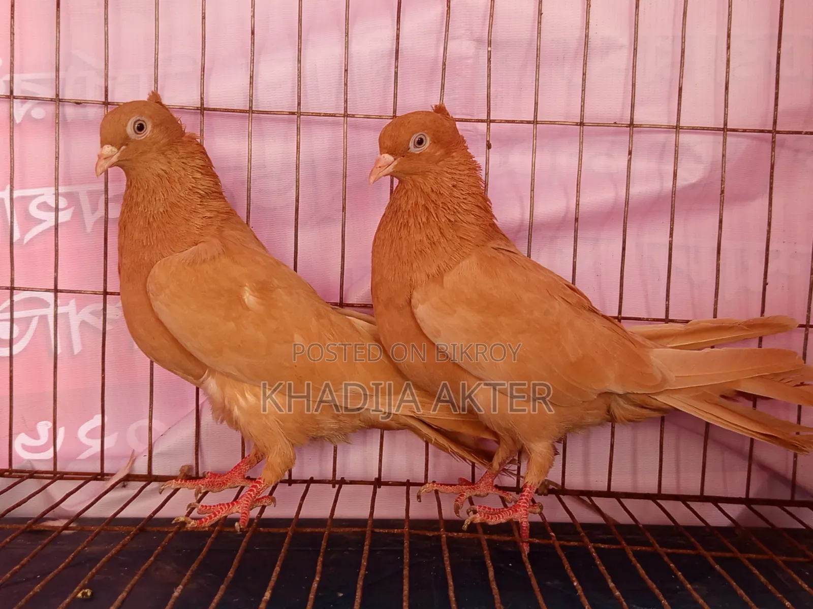 Ghiasulli Pigeons