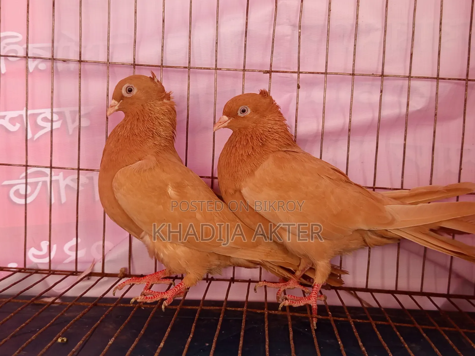 Ghiasulli Pigeons