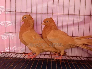 Ghiasulli Pigeons