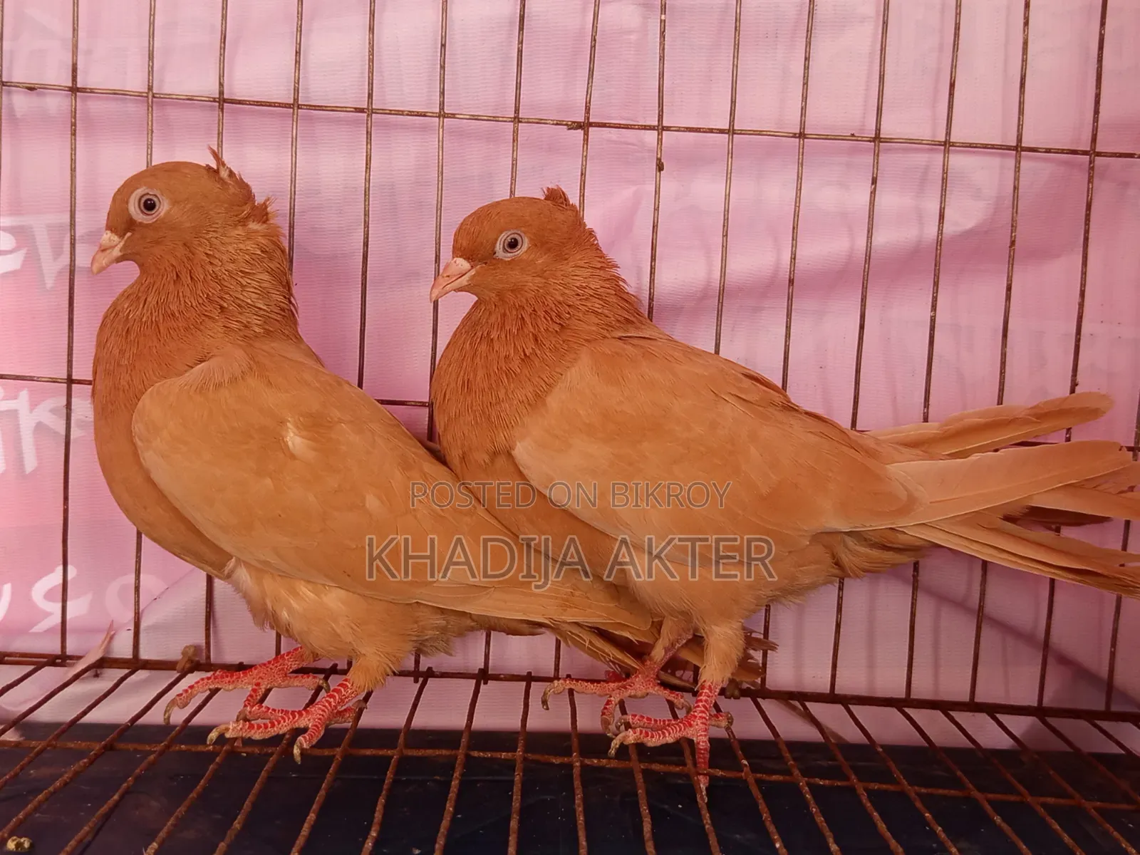 Ghiasulli Pigeons