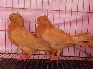 Ghiasulli Pigeons