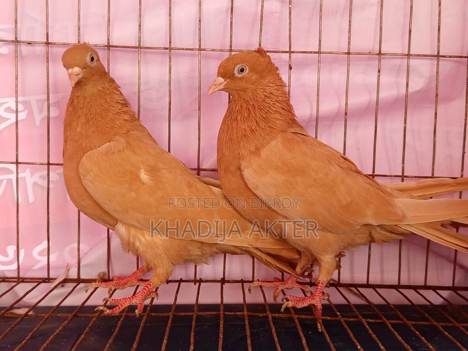 Ghiasulli Pigeons