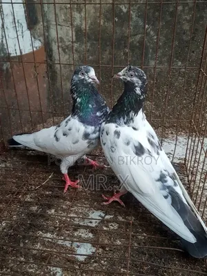 Set in Highflyer Pair
Male - Golden
Female - Saki Teddy