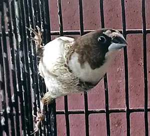 Bengali Finch Male বেঙ্গলী ফিঞ্চ