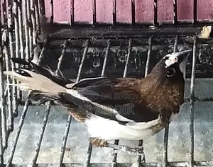 Bengali Finch Male বেঙ্গলী ফিঞ্চ