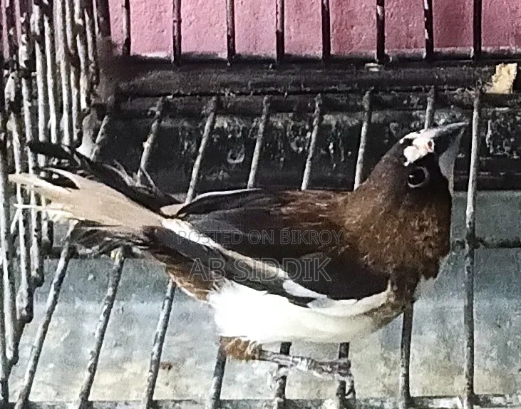 Bengali Finch Male বেঙ্গলী ফিঞ্চ