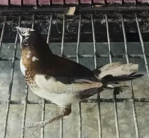 Bengali Finch Male বেঙ্গলী ফিঞ্চ