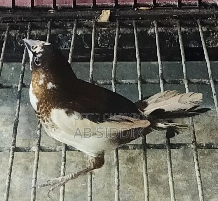 Bengali Finch Male বেঙ্গলী ফিঞ্চ