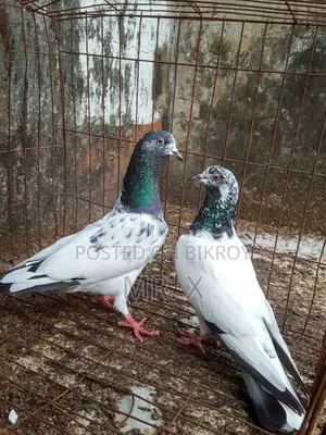 Set in Highflyer Pair 
Male - Golden
Female - Kamangar