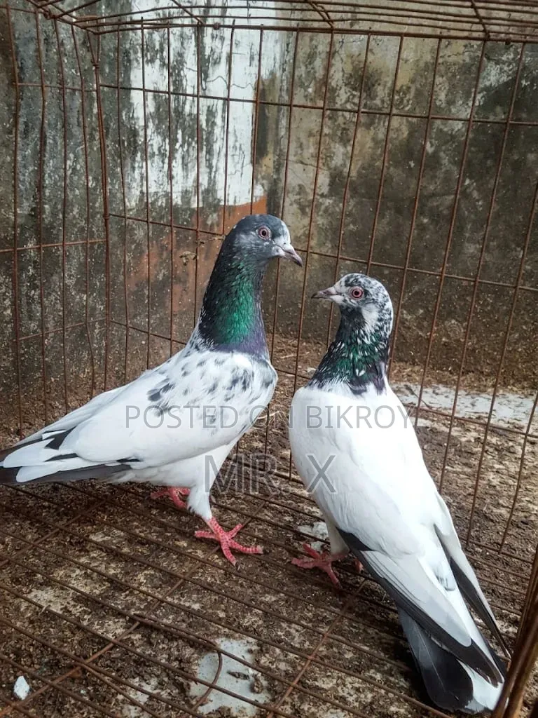 Set in Highflyer Pair 
Male - Golden
Female - Kamangar