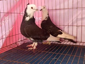 Raj Golla