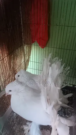লক্ষা কবুতর