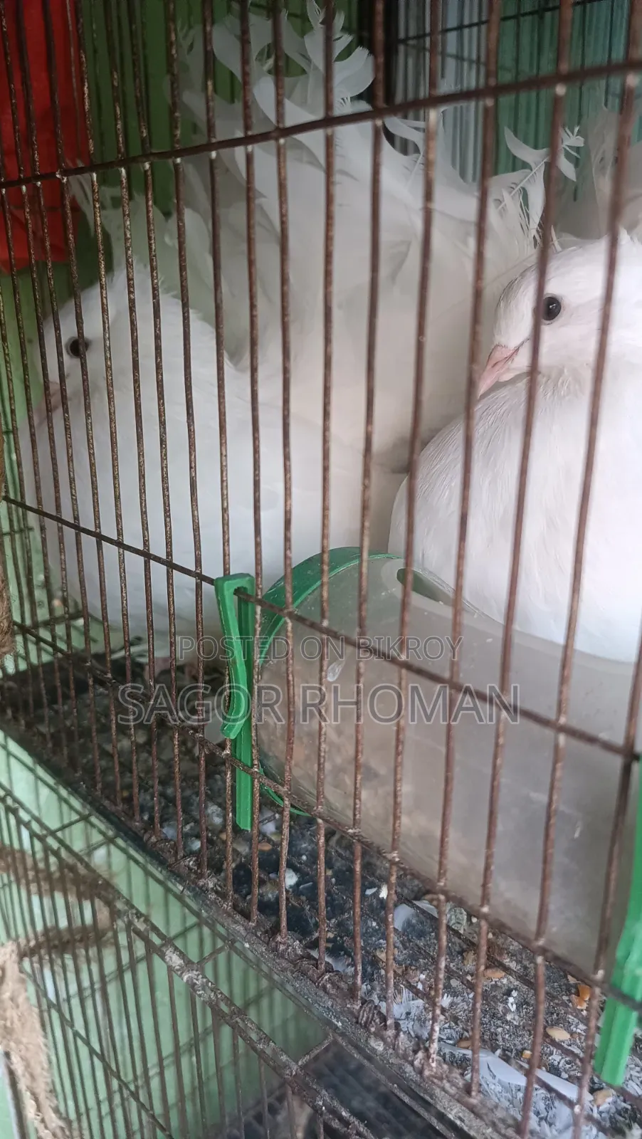 লক্ষা কবুতর