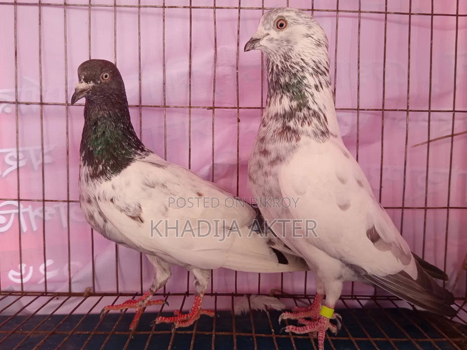 Palla Line Giribaj Pigeon