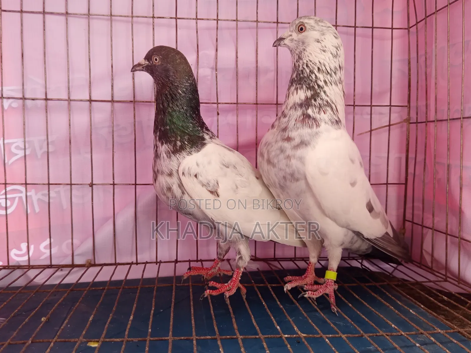 Palla Line Giribaj Pigeon