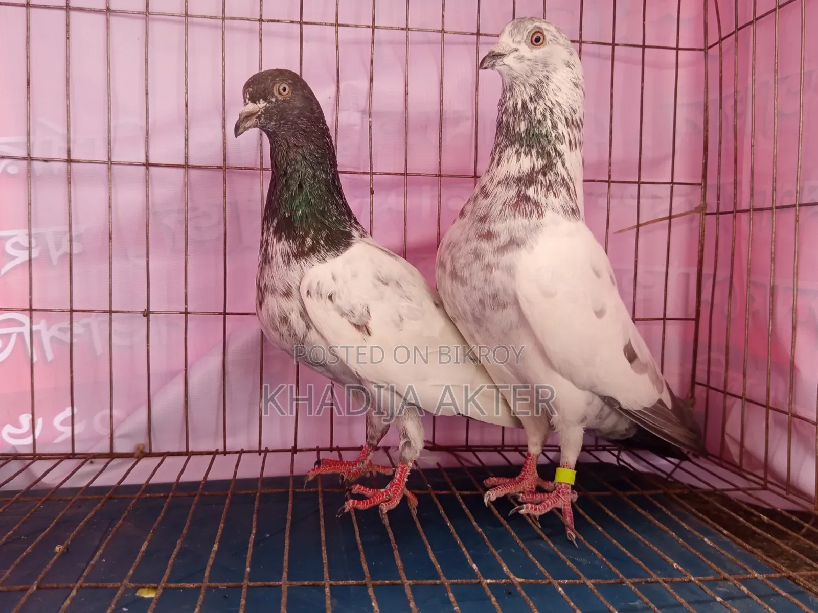 Palla Line Giribaj Pigeon