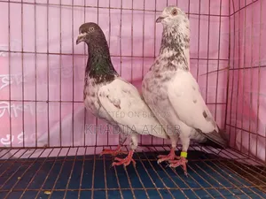 Palla Line Giribaj Pigeon