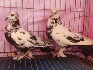 Rajshahi Tiger Giribaj Pigeon