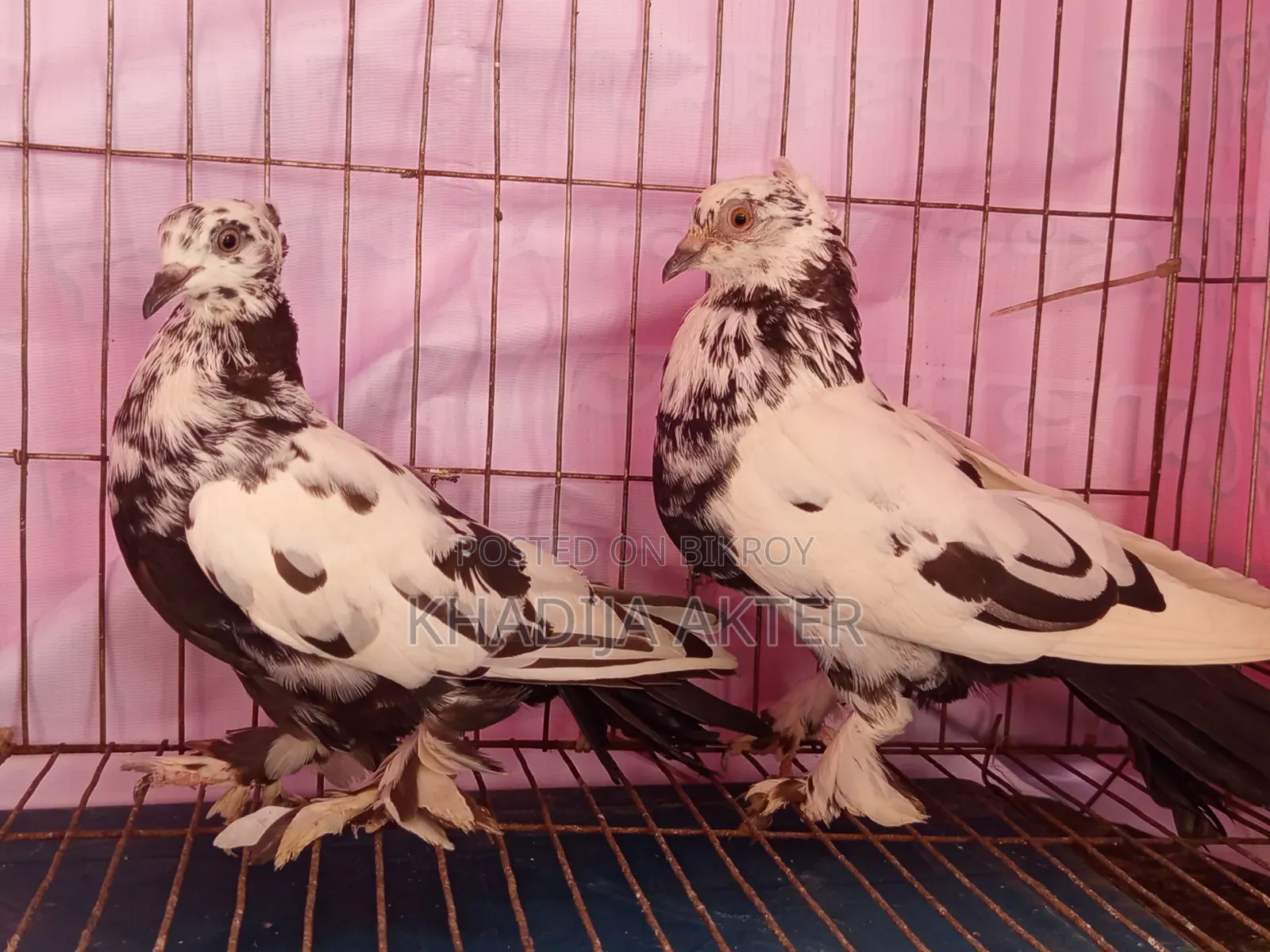 Rajshahi Tiger Giribaj Pigeon