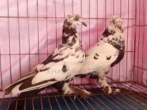 Rajshahi Tiger Giribaj Pigeon