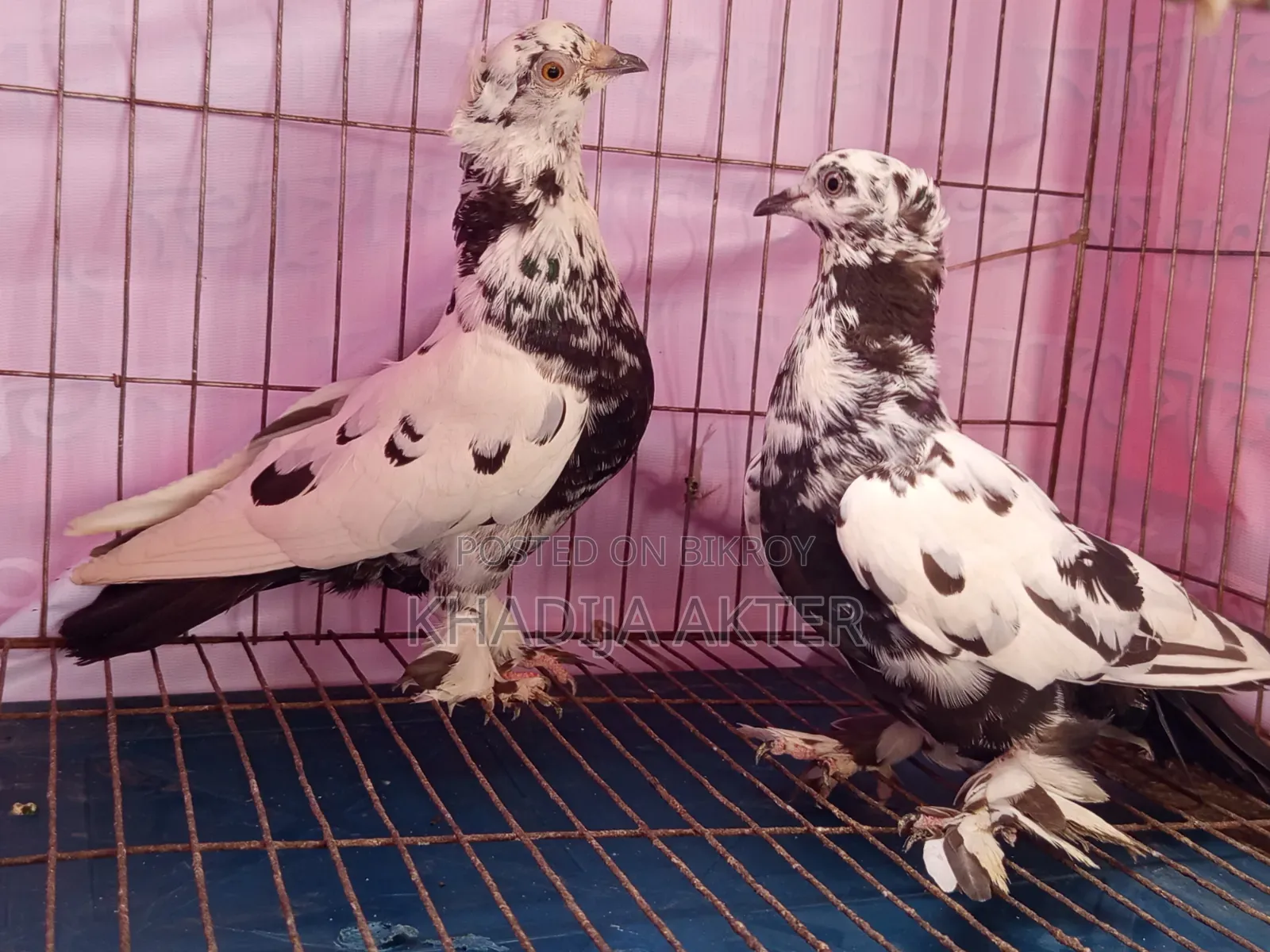Rajshahi Tiger Giribaj Pigeon