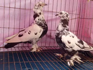 Rajshahi Tiger Giribaj Pigeon