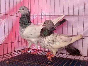 High Flyer Giribaj Pigeon