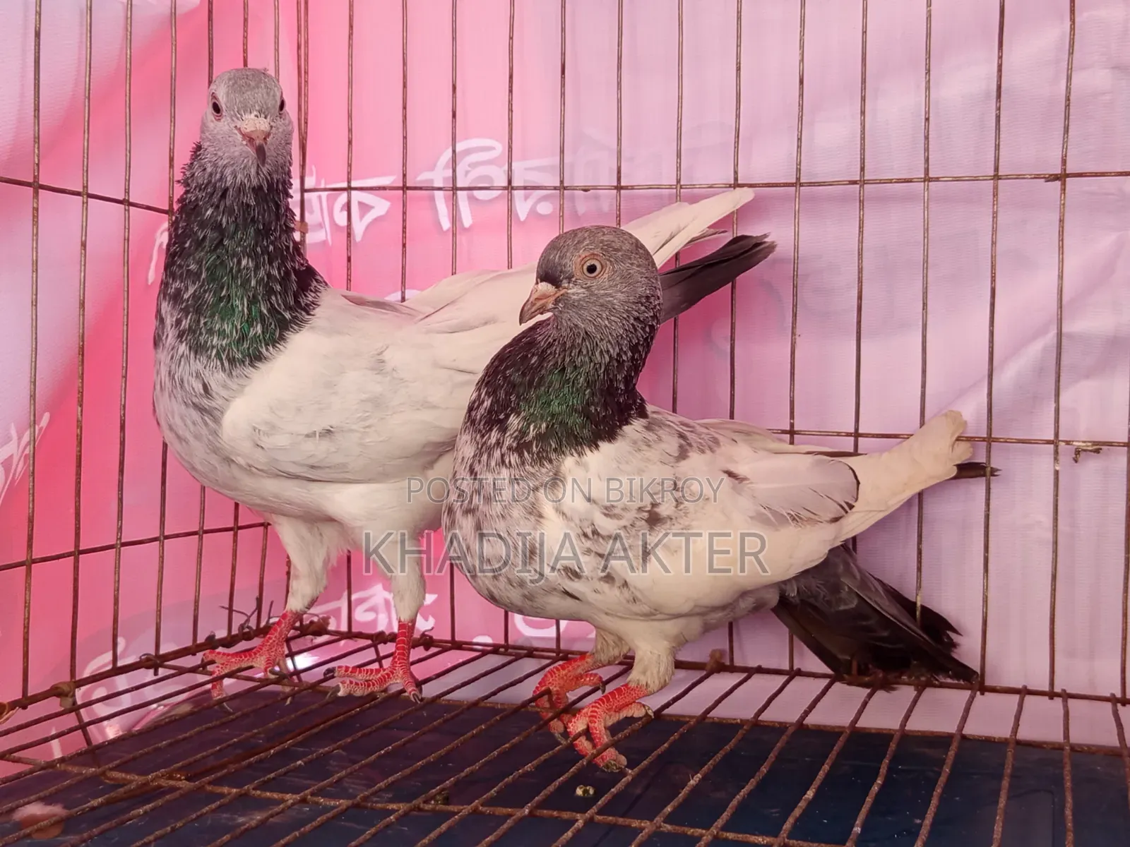 High Flyer Giribaj Pigeon