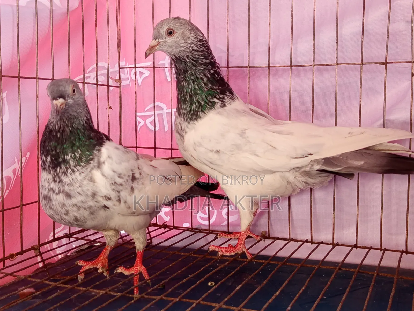 High Flyer Giribaj Pigeon